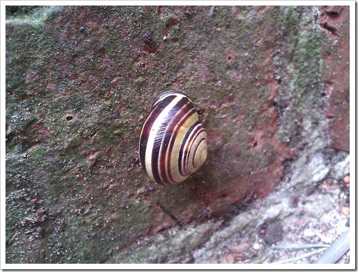 Snail